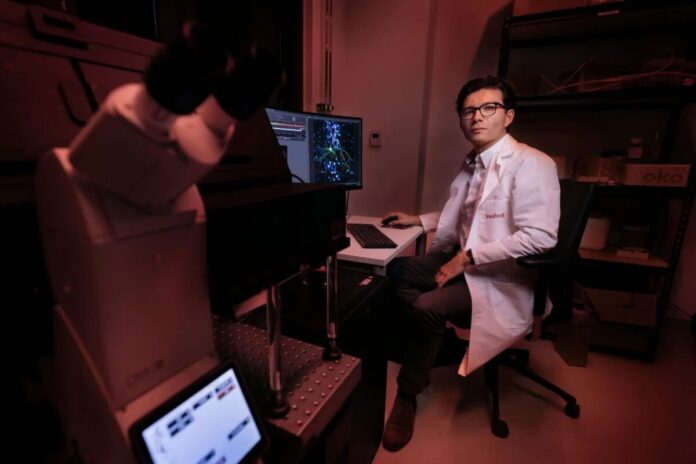 Cientistas fazem ratos com metade do cérebro humano