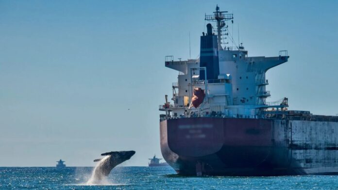 Pesquisa inédita no Brasil vai rastrear baleias-jubarte por satélite e mapear risco de atropelamentos por navios no litoral do ES
