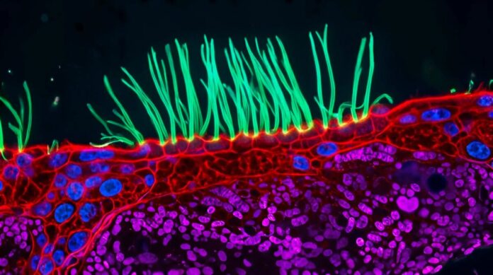 VÍDEO: Imagens das vias aéreas de uma criança vencem prêmio de registros microscópicos